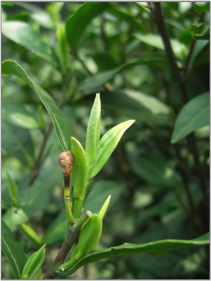 Shi Feng Long Jing kínai zöld tea